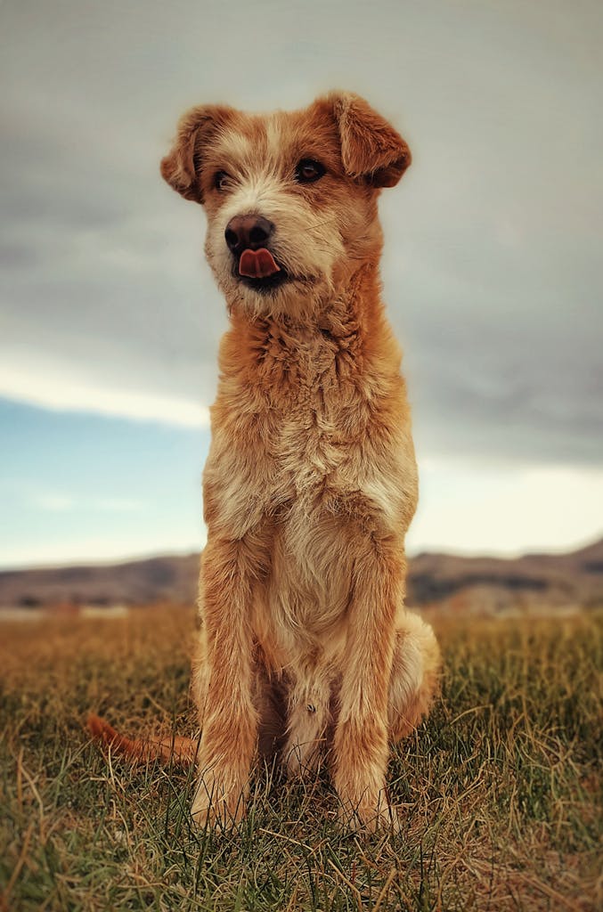 Adorable terrier dog enjoying the outdoors in Puno, Peru, with scenic grassland backdrop.