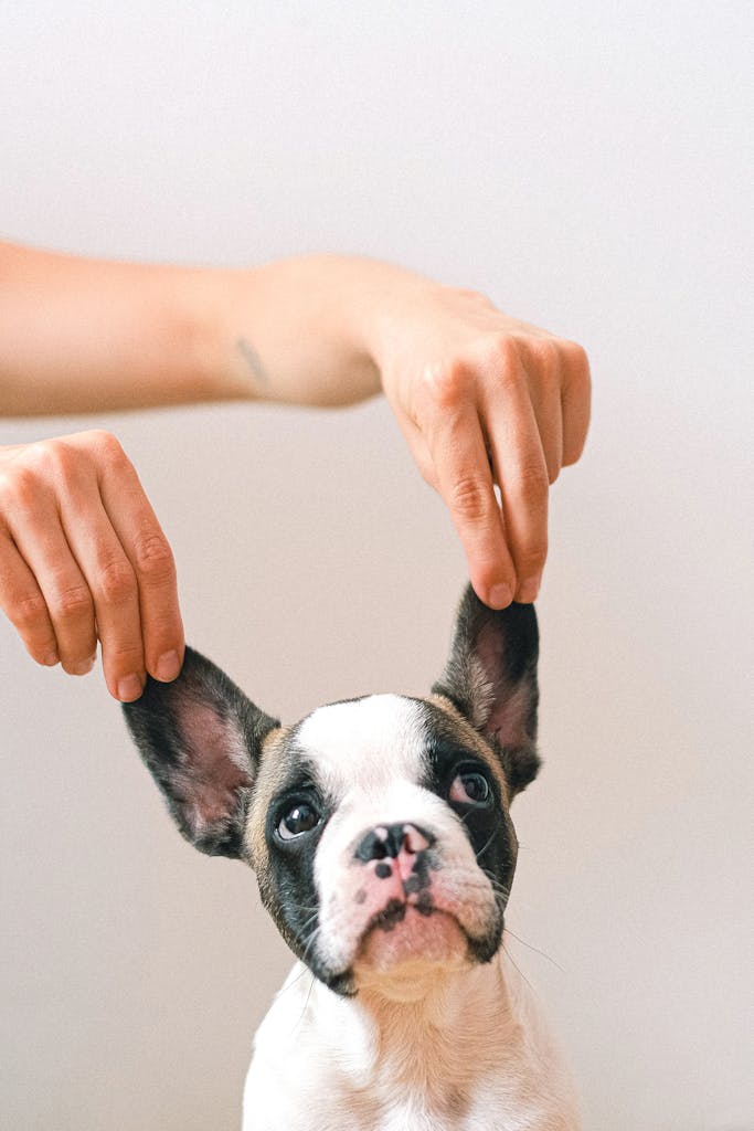 Cute French Bulldog puppy with ears lifted by hands against a white background.